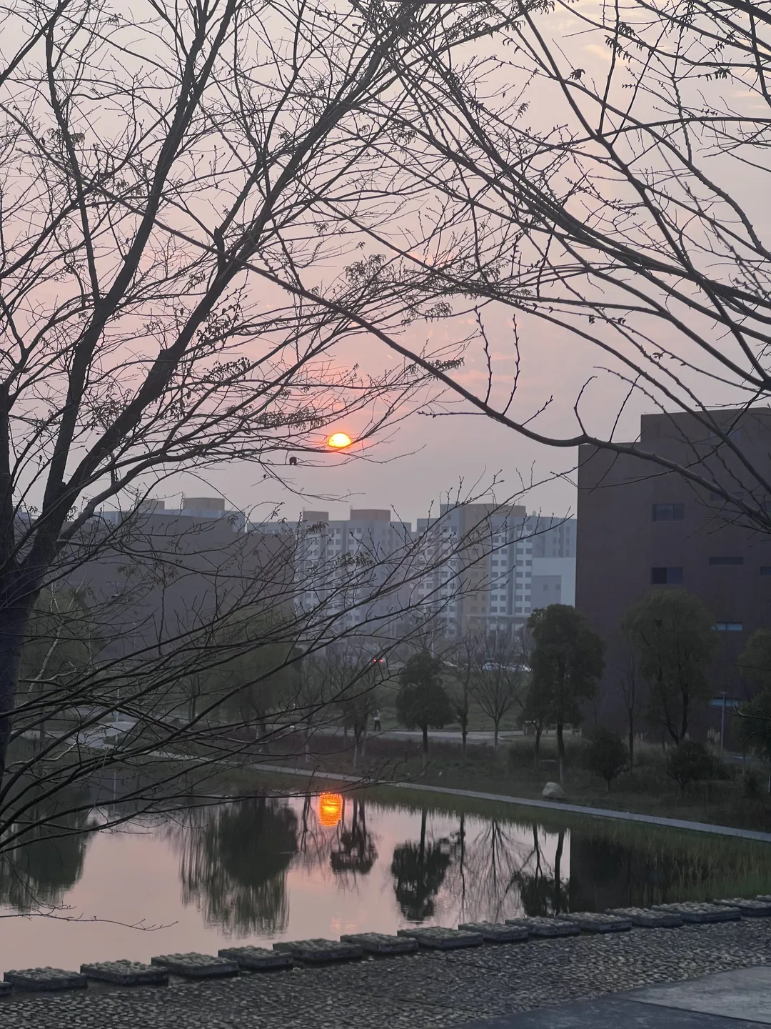 树枝与楼宇之间的红色落日倒映在公司园区的水面上